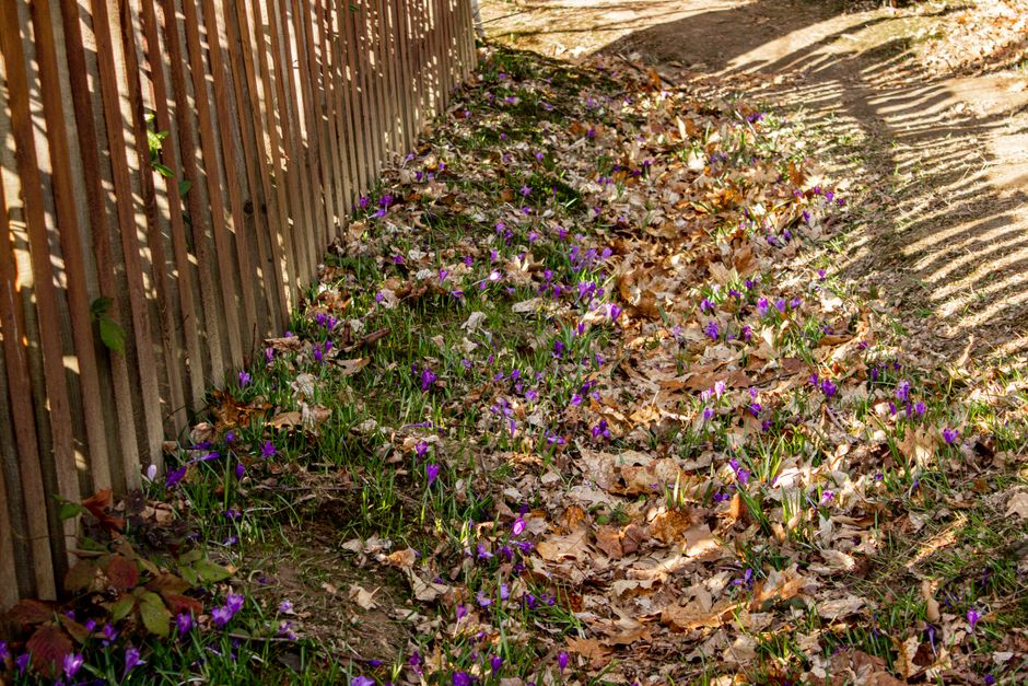Groene tuinomheining met slimme irrigatiesystemen.
