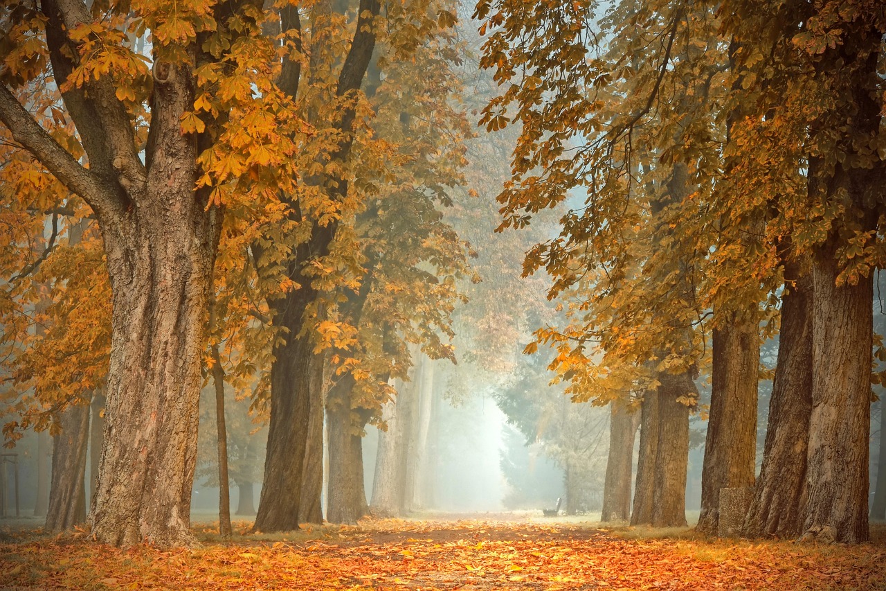 Smakelijke brunchgerechten op herfstbalkon.